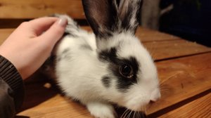 Длинноухий друг