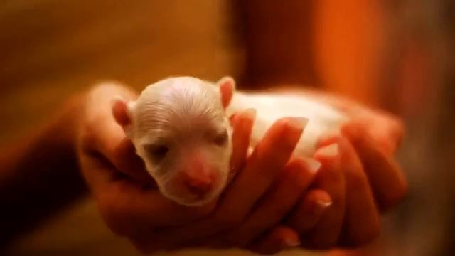 Новая русская музыка . Симпатичное видео. Море любви! смотреть онлайн