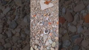 Рыбалка на тонующую бомбарду, тестирую мушки на хариуса