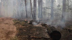 В Липецке ввели режим ЧС районного масштаба из-за пожара в заповеднике