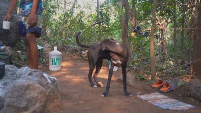 Обет молчания на 12 лет. Сайлент-баба в джунглях Гоа смотреть онлайн