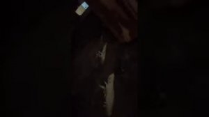 Почистил дымоход газовым балончиком, кинув его в топк?
