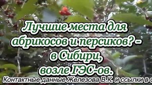 Лучшие места для абрикосов и персиков? - в Сибири, возле ГЭС-ов.