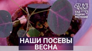 Посевы. Дорстения, цикламены, дримия, шизобазис, кристия, альбука, гранаты, суккуленты