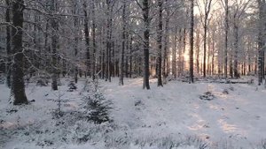 Снежное царство 14