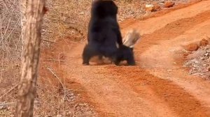 С мамой Медведицей шутки плохи...Даже для тигра:) Приморский край