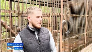 Бурый символ музея в Братске. Медведица Марфуша готовится к лету