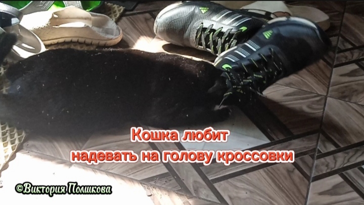 Кошка любит надевать на голову кроссовки