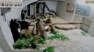 Медвежонок добрался до окна но там решетка