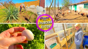 Семья живет на хуторе в Крыму. Индюк покинул нас! Сажем розы по 250р. Нашел яйцо цесарки! Круятник.
