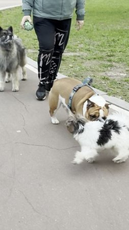 Бульдожка и Йорк!)
