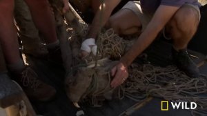 When Hippos Attack (Full Episode) | Dangerous Encounters | Nat Geo Wild