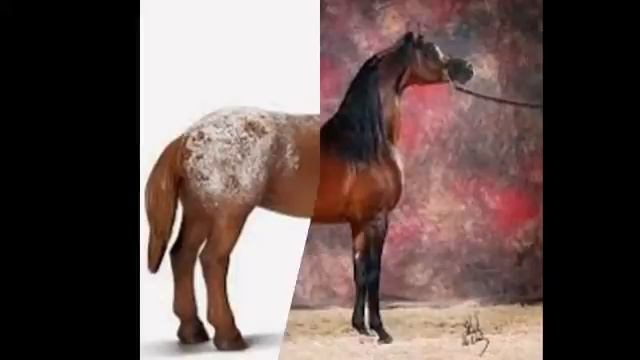 Сравнение лошадей шляйх и настоящих лошадей. смотреть онлайн