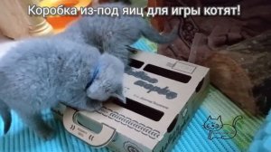 Делаем игрушку для котят из коробки от яиц.