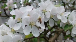 Лето 2024 |Цветение яблони и сирени, майские цветы || Full HD