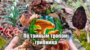 Грибники были в шоке от этой весны!!! Итоги