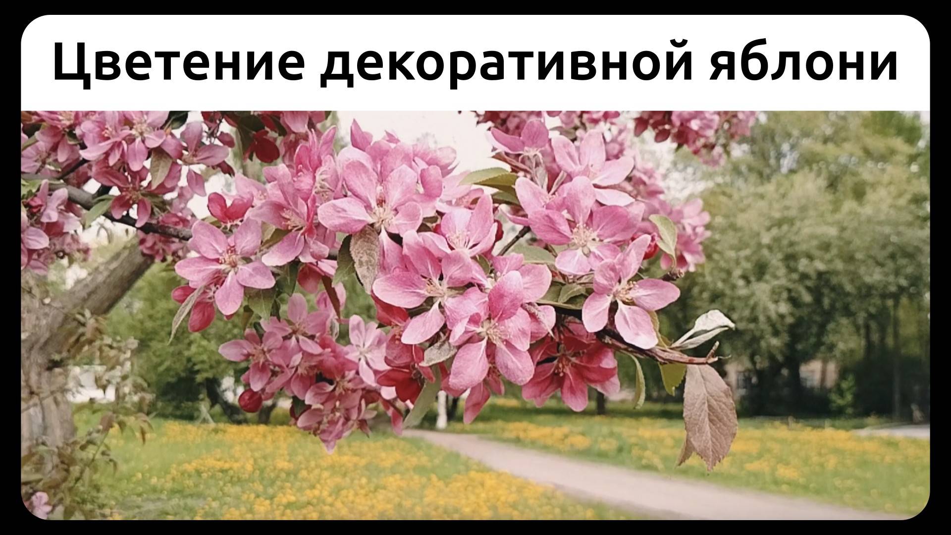 Цветение декоративной яблони.