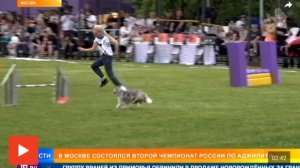 В Москве наградили самых спортивных и ловких собак