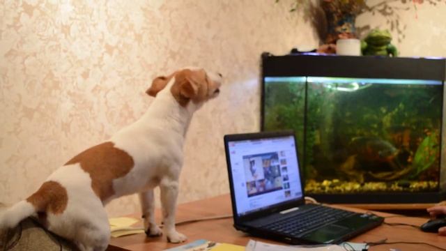 Jack Russel Поющий Джек Рассел смотреть онлайн