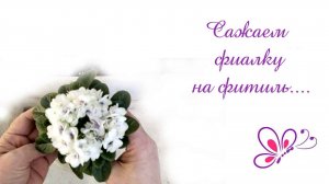 Посадка фиалки на фитиль #violets #сенполии #сенполия #топыкатегорий