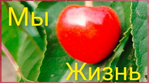 Однажды на Кубани.Последний день весенний.А жизнь она такая!