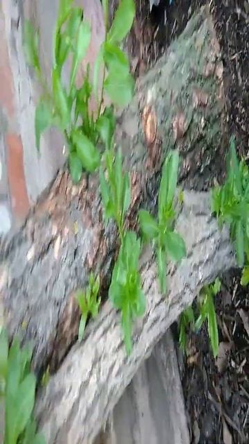 СИЛА ЖИЗНИ ПРИРОДЫ, смотреть онлайн