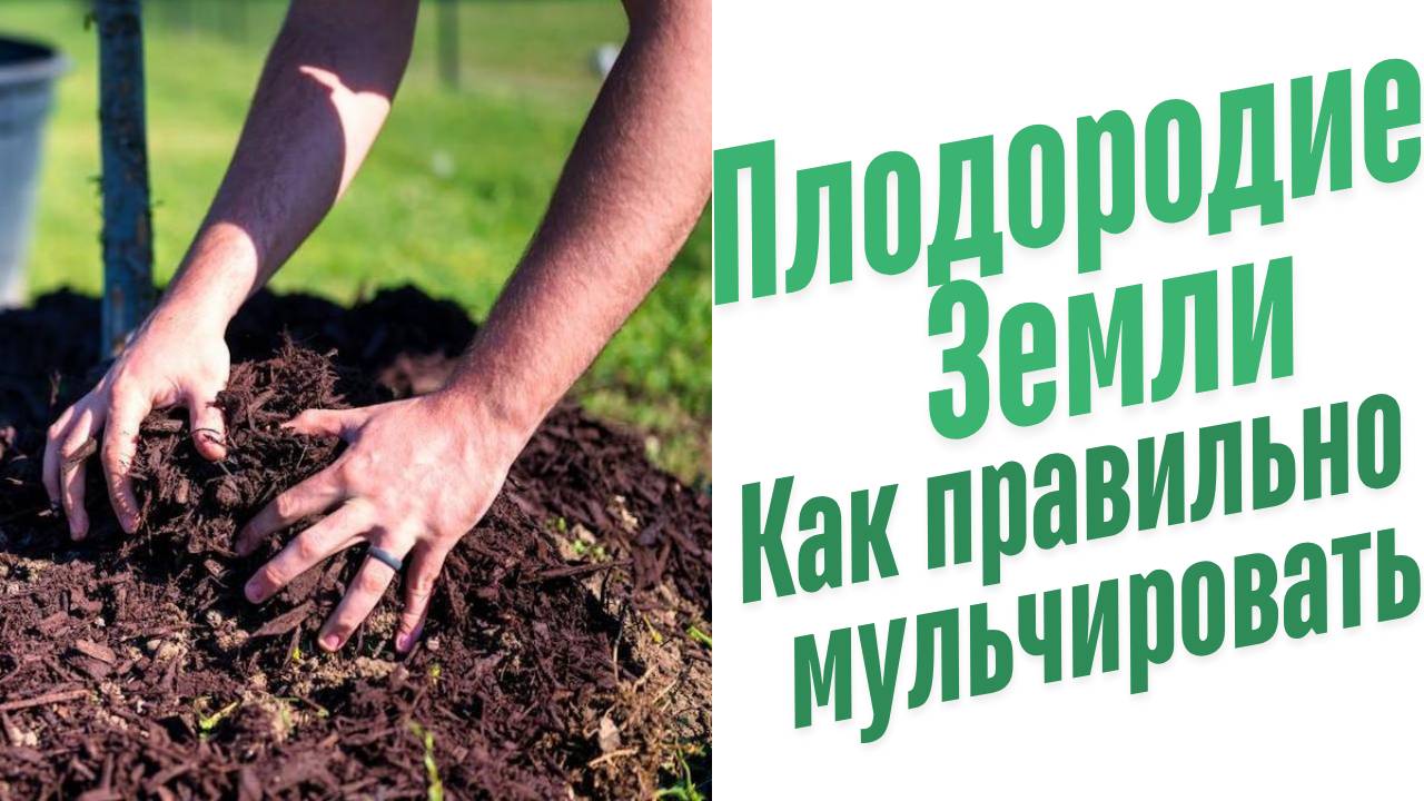 Как правильно мульчировать почву.