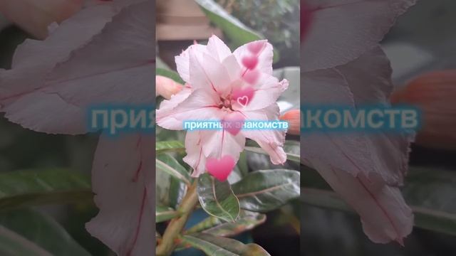 Доброе утро!