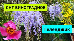 #147 СНТ Виноградное недвижимость в пригороде Геленджика #леснаяцаревна #sumkiberry #пойдемсомной