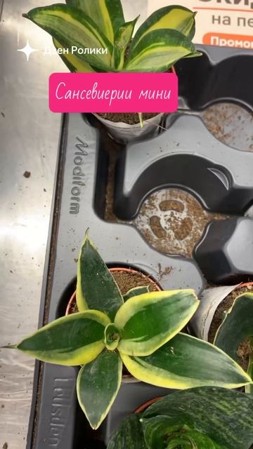 Мини сансевиерии из Магнита.🪴🪴🪴 #сансевиерии #хант? смотреть онлайн