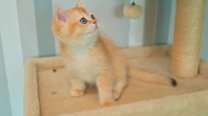 британская золотая шиншилла мальчик