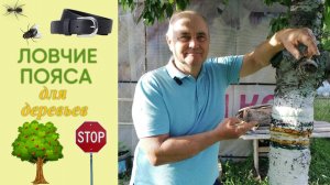 Ловчие пояса для плодовых деревьев