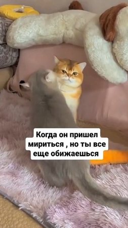 Я ещё злюсь на тебя падлиза