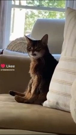 А я сделаю вот так и мне разрешат 🤣 #Аясделаювоттак #котики #юмор