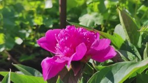 Спасаю урожай. Все для красоты и уюта. Делаю новую грядку с бордюром. Жизнь семьи в деревне.