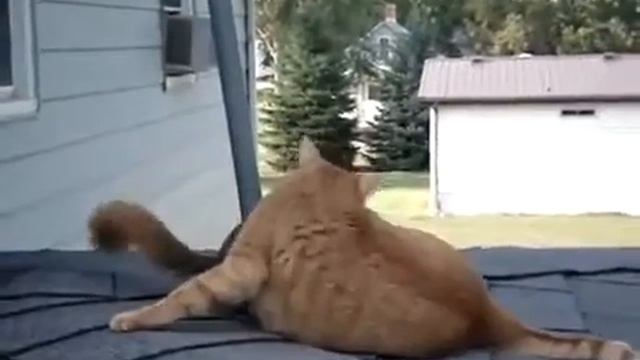 Cat and squirrel! Кот и белка! Приколы 2016, Смешные животные 2016, funny animals, dogs, cats! смотреть онлайн