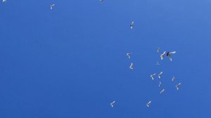 31.05.2025г Мраморные Шейки Дяди Гарика и Давида Мишки.+7 920 221-22-11