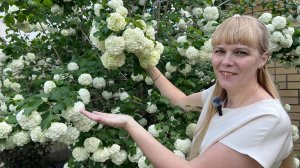 Калина Бульденеж - французский шик в вашем саду.