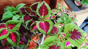 КОЛЕУСЫ - МОЖНО ДОМА САЖАТЬ?