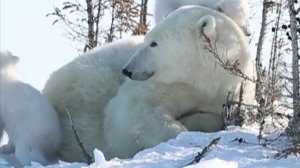 Удивительные животные  нашей планеты