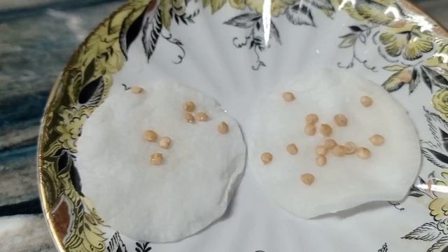 🌶Проращивание и посев семян перца🌶🌶Рассада на подоконнике🌶Начало посевной🌶 смотреть онлайн