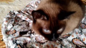 Котик не хочет меня отпускать.