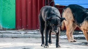 Стая бездомных собак напала на ребенка на Чукотке