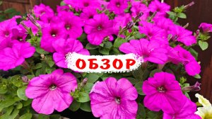 Ампельные петунии на 30 мая! Тайдал вейв сильвер, чери, парпл. Изи фейв неон роуз, рози дан. Опера