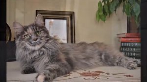 Курильский бобтейл (кошечка 1,5 месяца) #курильскийбобт