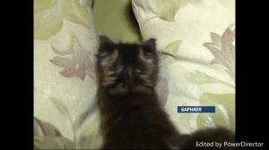 рэп про кота