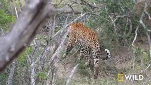Royals of the Animal Kingdom MEGA EPISODE | FULL EPISODES | Jungle Kings and Queens