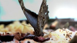 NEXUS VI-Struble [Full HD]