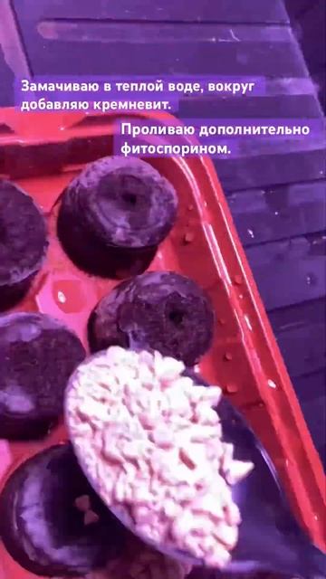 Эустома #эустома #цветы #рассада #огород #садоводство #?