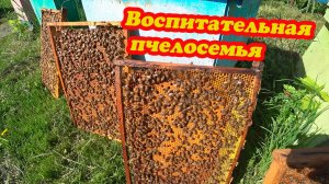 ПЕРЕФОРМИРОВАНИЕ СЕМЬИ ВОСПИТАТЕЛЬНИЦЫ, ЧТОБ НЕ ВВЕСТИ В РОЕВОЕ СОСТОЯНИЕ.